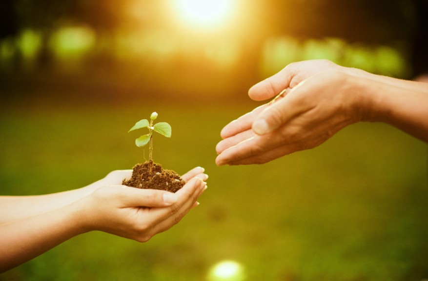 Child's hands holding a seedling still in soil and handing it to an adult
